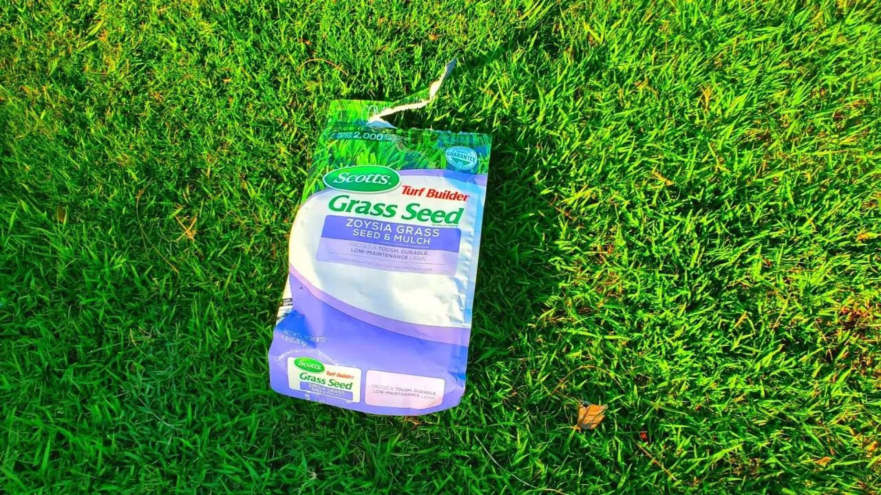 benih biji rumput zoysia